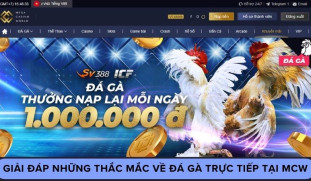 Giải Đáp Những Thắc Mắc Về Đá Gà Trực Tiếp Tại MCW